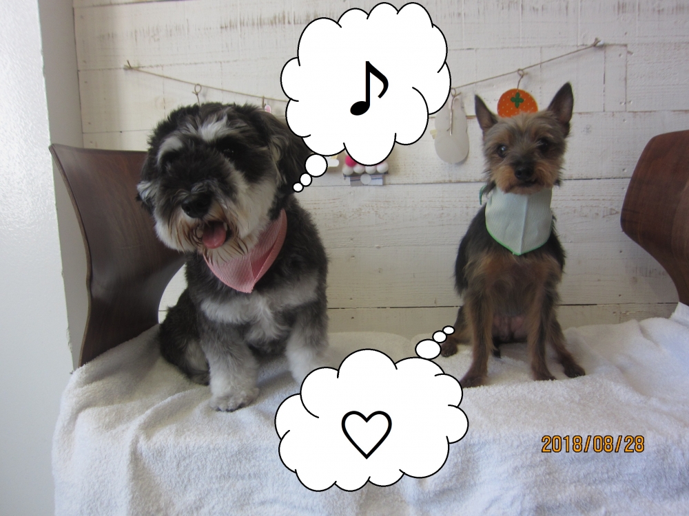 ご機嫌Mシュナミックス犬