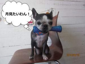 おもちゃとボストンテリア