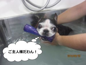 スパ中ボストンテリア