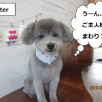 グレーおすましトイプードル