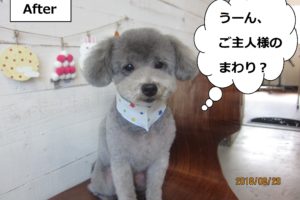 グレーおすましトイプードル