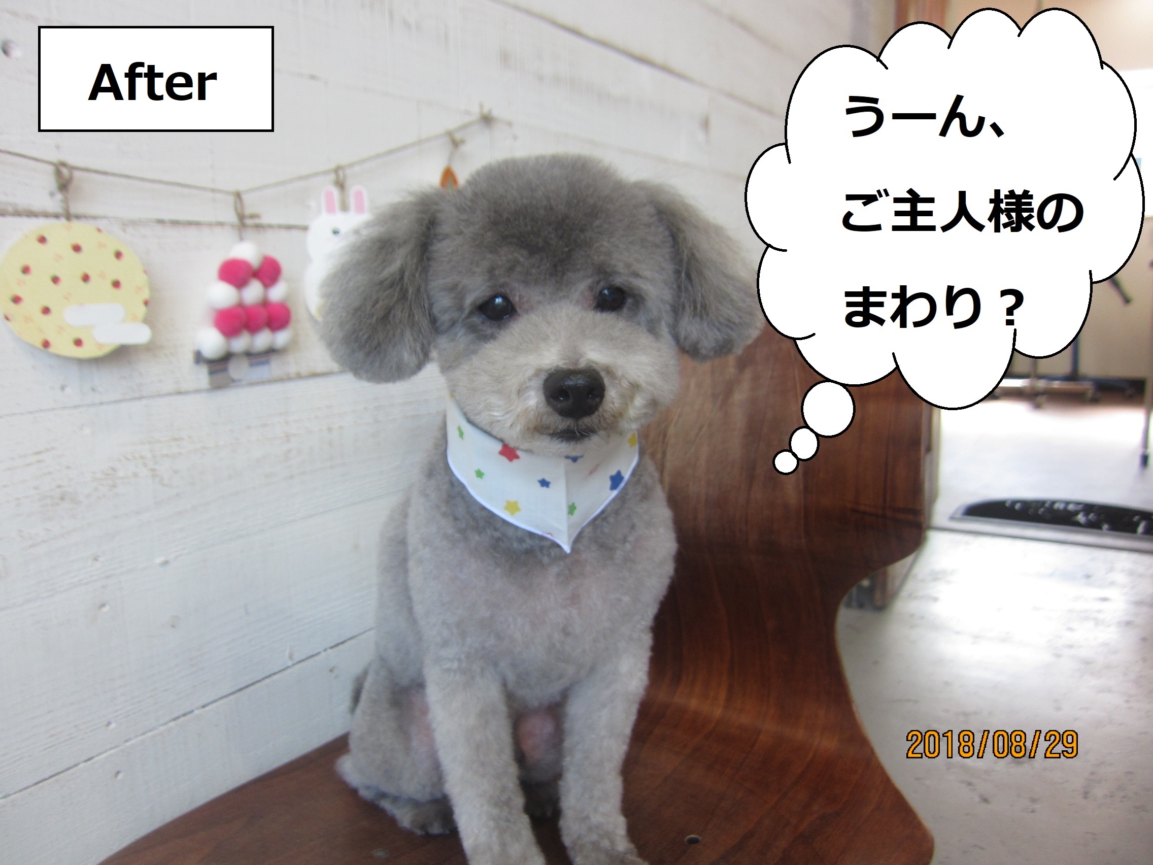 グレーおすましトイプードル