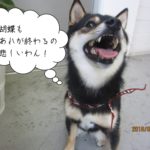 見上げる黒柴犬