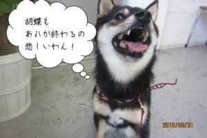 見上げる黒柴犬