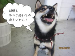 見上げる黒柴犬