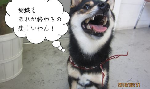 見上げる黒柴犬