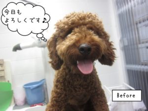 施術前トイプードル