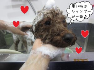 シャンプー中トイプードル