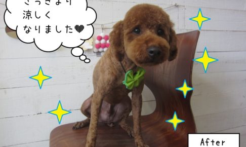 緑リボンすっきりカットトイプードル