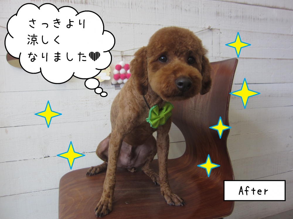 緑リボンすっきりカットトイプードル