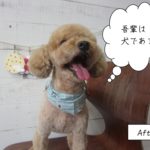 舌出しトイプードル