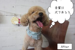 舌出しトイプードル