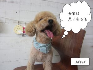 舌出しトイプードル