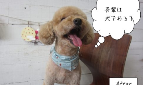 舌出しトイプードル