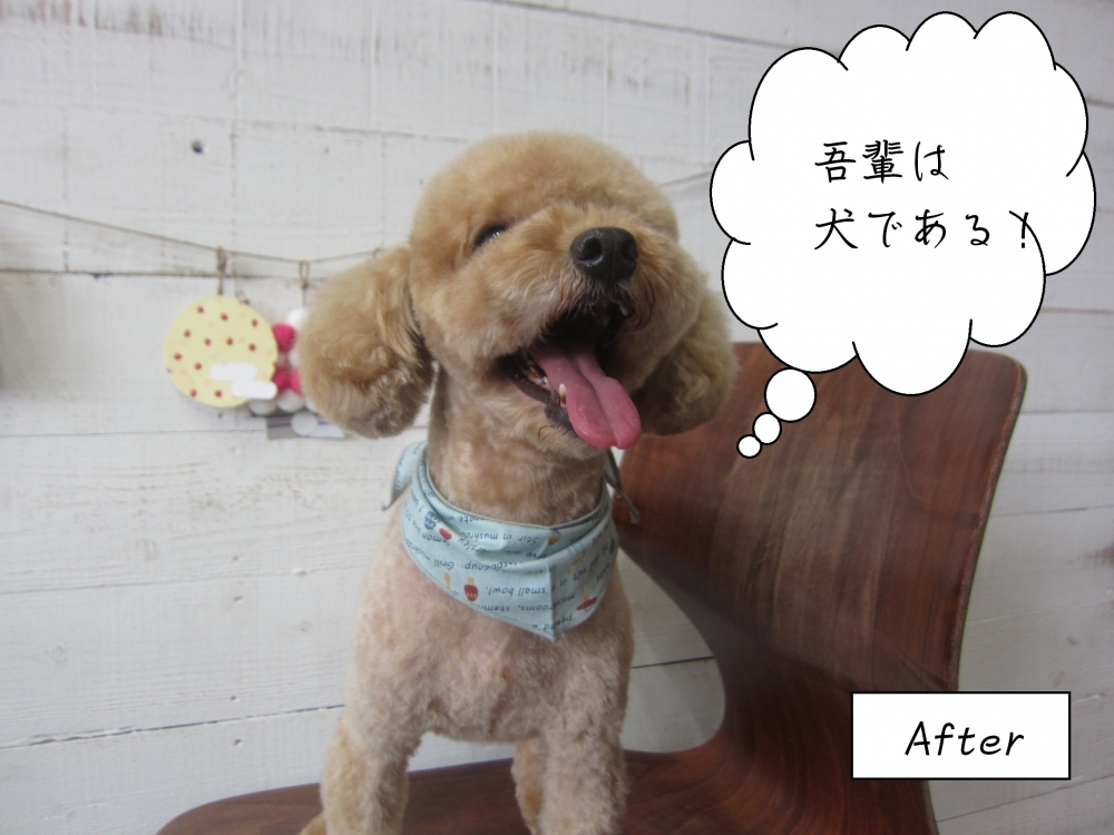 舌出しトイプードル