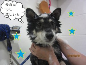 シャンプー中柴犬