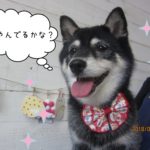 すっきりキラキラ柴犬