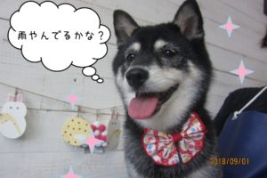 すっきりキラキラ柴犬