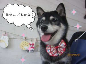 すっきりキラキラ柴犬