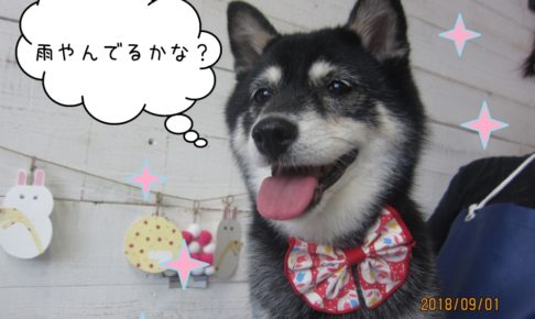 すっきりキラキラ柴犬