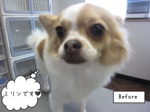 施術前チワワ