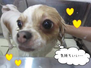 シャンプー中チワワ