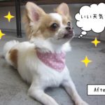 施術後キラキラ上見るチワワ