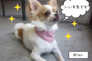施術後キラキラ上見るチワワ