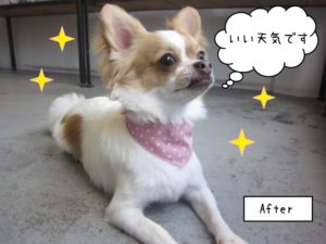 施術後キラキラ上見るチワワ