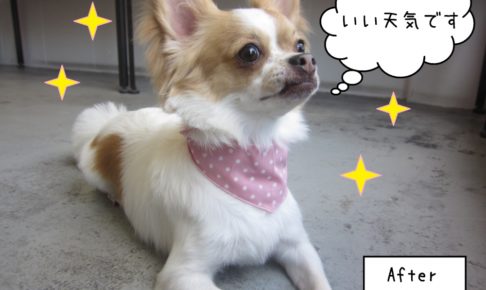 施術後キラキラ上見るチワワ