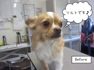 施術前チワワ