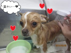 シャンプー中チワワ