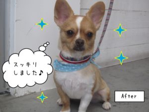 施術後チワワ