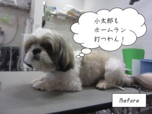 施術前シーズー