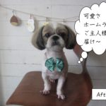 緑リボン正面シーズー