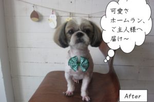 緑リボン正面シーズー