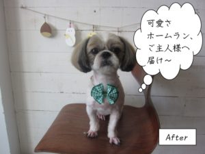 緑リボン正面シーズー