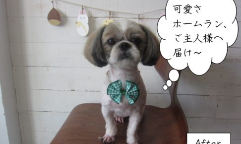 緑リボン正面シーズー