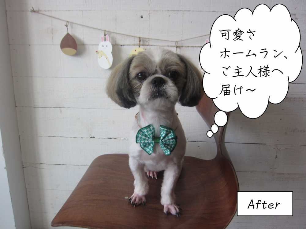 緑リボン正面シーズー