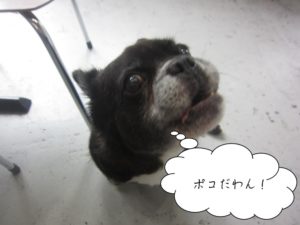 施術前ミックス犬