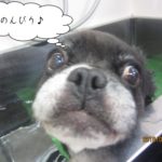 スパ中のんびりミックス犬