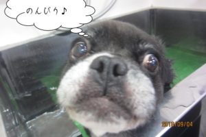 スパ中のんびりミックス犬