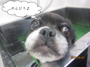 スパ中のんびりミックス犬