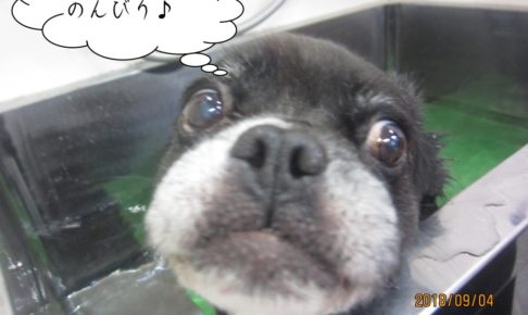 スパ中のんびりミックス犬