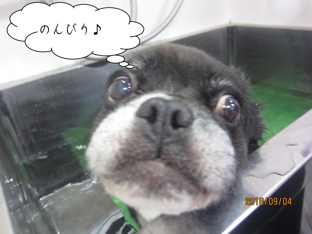 スパ中のんびりミックス犬