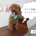 カット後舌出しトイプードル