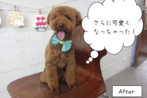 カット後舌出しトイプードル