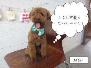 カット後舌出しトイプードル