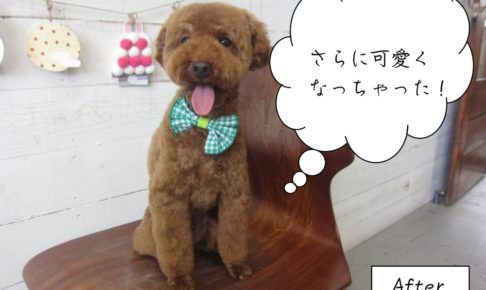 カット後舌出しトイプードル