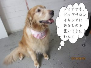 ゴールデンレトリーバー施術後